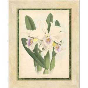  Walter Fitch   Fitch Orchid II Giclee