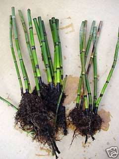 Horsetail Rush Marginal Pond Plants Zen Garden