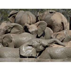  Group of African Elephant (Loxodonta Africana), Addo 