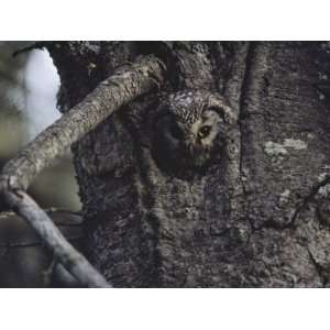  A Boreal Owl (Aegolius Funereus) Nests in a Balsam Fir 