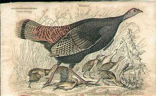 Antique Hand colored Jardine Print   Wild Turkey   Female with young