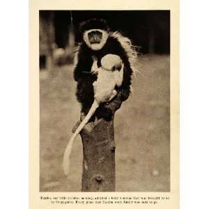 1931 Print Colobus Monkey Tambu Tanzania Congo Mahale Mountain Africa 