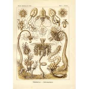  Ernst Haeckel 1904   Tubulariae   Artforms of Nature 