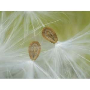  Milkweed, Asclepias, Seeds Being Dispersed by the Wind 