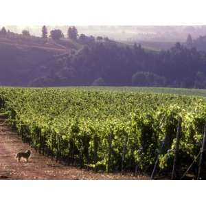  Dog in Knutsen Vineyard, Willamette Valley, Oregon, USA 