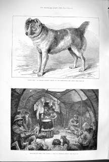   TODAY 1879 Shere Alli Afghan Mastiff Dog Gipsy Mitcham common