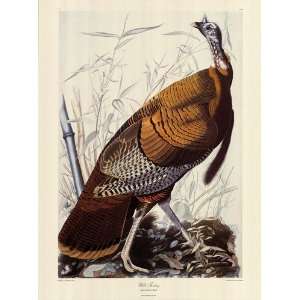 Wild Turkey Finest LAMINATED Print John James Audubon 20x27