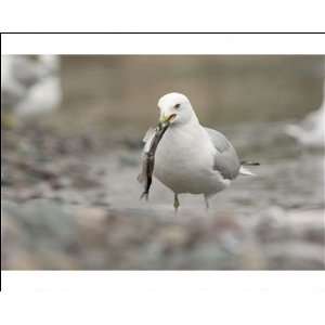  Ring billed gull with a dead caplin / capelin in its mouth 