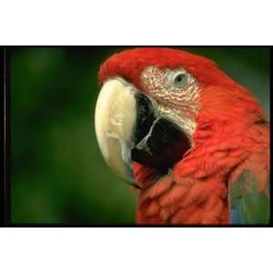   inch Close Up Animal Canvas Art Green winged Macaw: Home & Kitchen