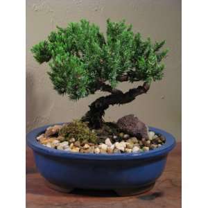 Juniper Bonsai Tree in an Oval Blue Pot:  Grocery 