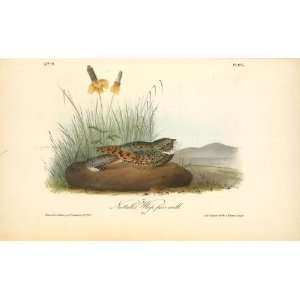   John James Audubon   24 x 14 inches   Nuttals Whip poor will. Male
