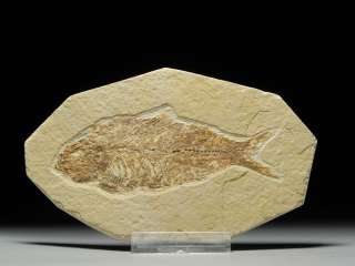 Prehistoric Fossilized Fish Eocine Knightia Fish Fossil  