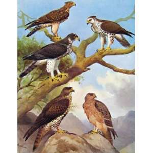  Eagles Hawks & Falcons Ayres Hawk Eagle African Eagle 