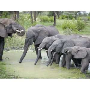 African Elephants Drinking Water in a Pond, Tarangire National Park 