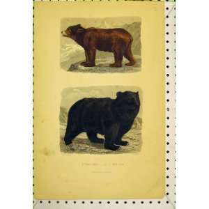  C1850 Colour Print Brown Black Bear Wild Animals
