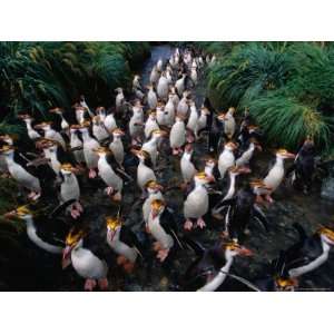  Royal Penguins Crossing Nuggets Creek to Access Rookery 