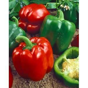 Keystone Resistant Giant Sweet Pepper Seeds   Capsicum Annuum   1 