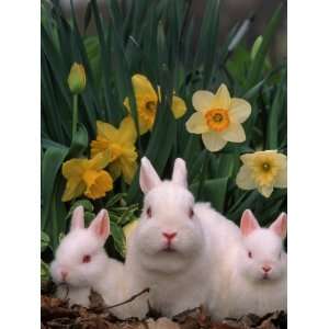 Netherland Dwarf Rabbits, Mother and Babies, Amongst Daffodils Premium 