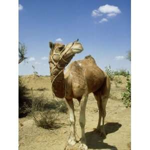  Domestic Camel, Thar Desert, India Premium Photographic 