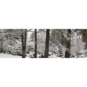 Trees Covered with Snow in a Forest, Ashland, Jackson County, Oregon 