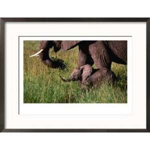 Baby African Elephant and Mother Walking Through Grass, Masai Mara 