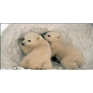  Polar Bear Cubs Playing In Snow LICENSE PLATE plates tag 