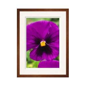  Pansies Gilroy California Framed Giclee Print