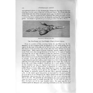  NATURAL HISTORY 1896 BLUE FINNED TUBE MOUTH FISH PRINT: Home & Kitchen