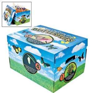  3 Bug Life Cycle Storage Boxes   Teacher Resources 
