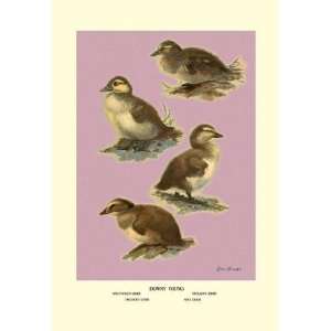 Exclusive By Buyenlarge Four Downy Young Ducks 12x18 Giclee on canvas 