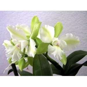 Siam Jade Cattleya Orchid Plant Grocery & Gourmet Food
