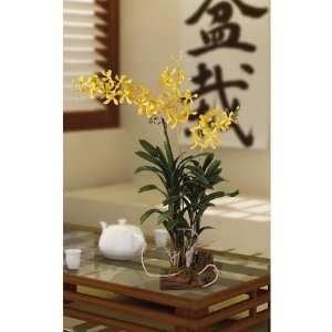    4269994 Vanda Silk Orchid Arrangement With Root Base
