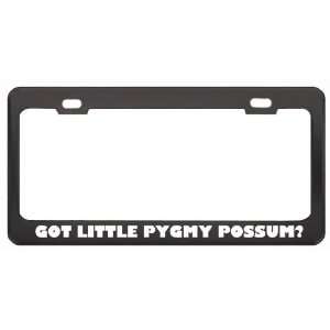Got Little Pygmy Possum? Animals Pets Black Metal License Plate Frame 