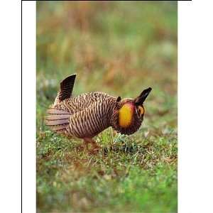 Male Attwaters Prairie Chicken / Grouse   displaying Photographic 