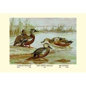   Vintage Art Three Types of Shoveller Ducks   08866 4