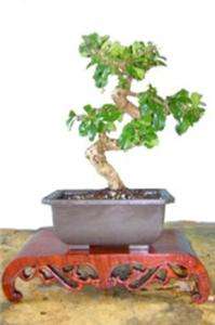 Bonsai Tree Fukien Tea Karate Kid Indoor Plant Martial Arts  