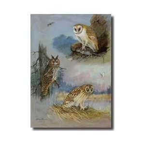  Barn Owl A Longeared Owl And A Shorteared Owl Giclee Print 