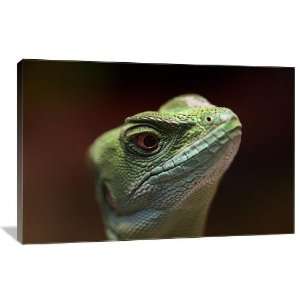  Basilisk Lizard   Gallery Wrapped Canvas   Museum Quality 
