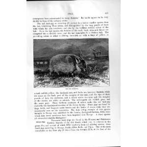  NATURAL HISTORY 1894 RED BUSH PIG RIVER HOG PORCUS