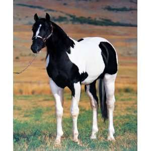 Tobiano Paint Stallion Horse Spotter    shrink wrapped, shipped flat 