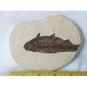  Fish Fossil, 8.44.20 