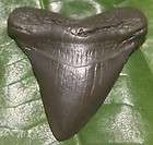 Shark Teeth, Artifacts items in Florida Fossils and Artifacts store on 