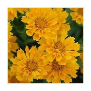  Coreopsis   Jethro Tull Perennial Flower Patio, Lawn 