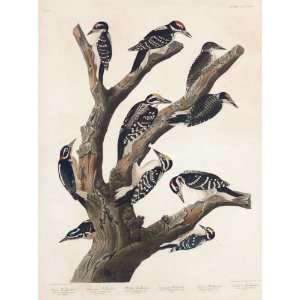  inches   Marias Woodpecker, Three toed Woodpecker
