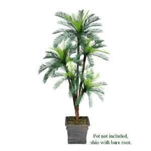   Palm Tree with 5 Heads _plastic Head, with No Pot,: Home & Kitchen