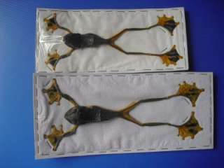 Dried, Taxidermy, Flying Frog Pair  