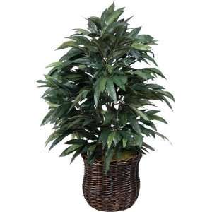  Expo Mango Bush   36h, Green