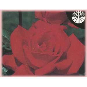  Royal William (Rosa Hybrid Tea)   Bare Root Rose: Patio 