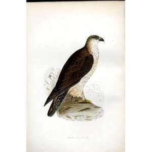  BonelliS Eagle Bree H/C 1875 Old Prints Birds Europe 
