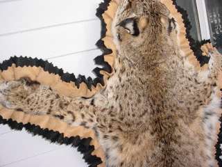 rug Missouri Bobcat crafted for trappers log cabin dec  